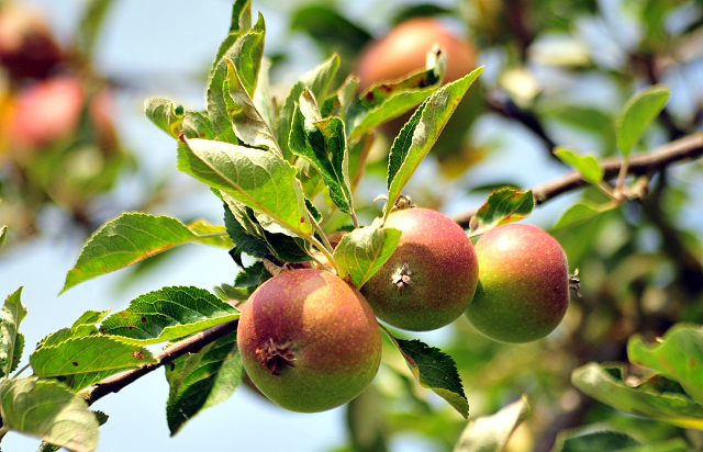 Foto: Beate Langels -
Trakehner Gestüt Hämelschenburg