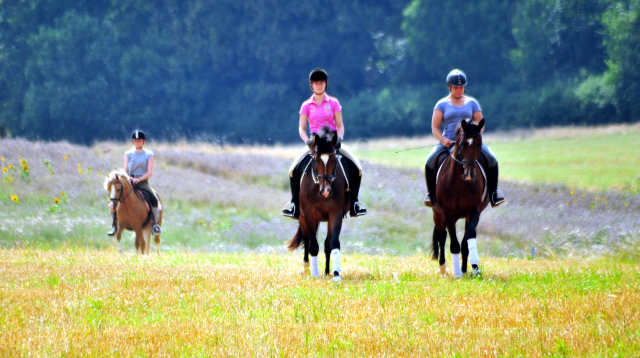 Prmienanwrterin Tacyra v. Saint Cyr u.d. Pr.u.StPrSt. Tavolara v. Exclusiv  - Foto: Beate Langels -  
Trakehner Gestt Hmelschenburg