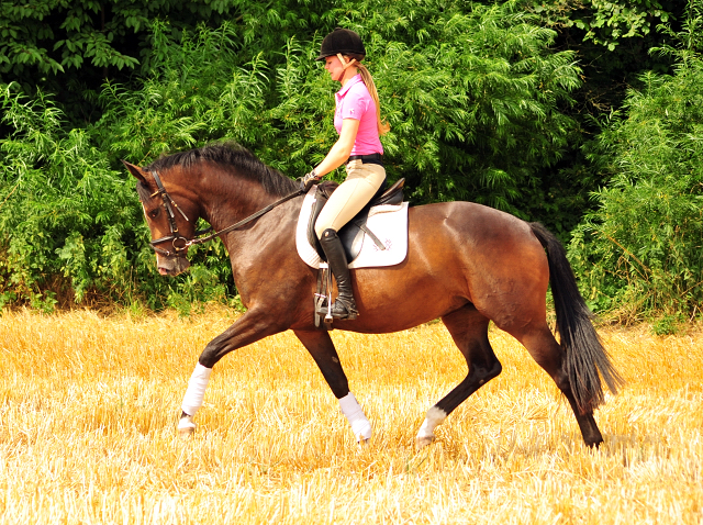 Prmienanwrterin Tacyra v. Saint Cyr u.d. Pr.u.StPrSt. Tavolara v. Exclusiv  - Foto: Beate Langels -  
Trakehner Gestt Hmelschenburg