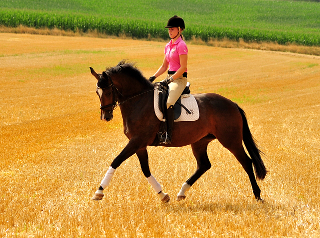 Prmienanwrterin Tacyra v. Saint Cyr u.d. Pr.u.StPrSt. Tavolara v. Exclusiv  - Foto: Beate Langels -  
Trakehner Gestt Hmelschenburg