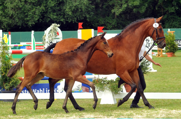 Trakehner Stutfohlen von Saint Cyr u.d. Pr mien- und Staatspr mienstute Karena v. Freudenfest - Foto: Beate Langels, Trakehner Gest t H melschenburg