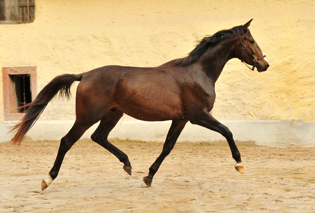 zweijhriger Trakehner von High Motion u.d. Pr.u.StPrSt. Tavolara v. Exclusiv - Trakehner Gestt Hmelschenburg