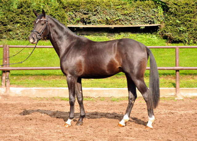  Trakehner Hengst von Summertime u.d. Thirica v. Enrico Caruso - Foto: Beate Langels