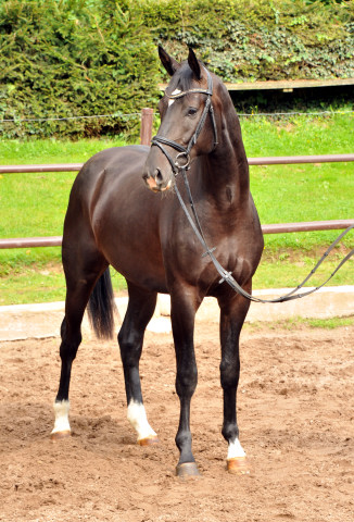  Trakehner Colt by Summertime out of Thirica by Enrico Caruso - Foto: Beate Langels