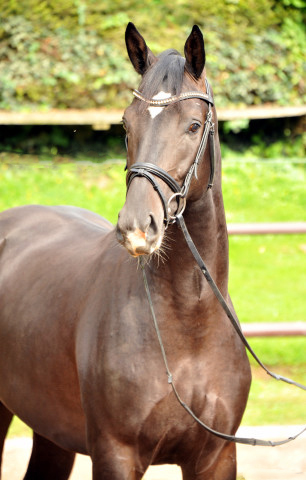  Trakehner Hengst von Summertime u.d. Thirica v. Enrico Caruso - Foto: Beate Langels