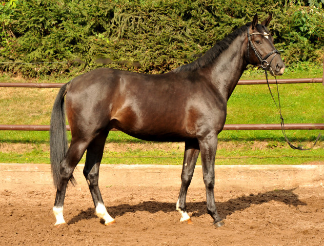  Trakehner Colt by Summertime out of Thirica by Enrico Caruso - Foto: Beate Langels