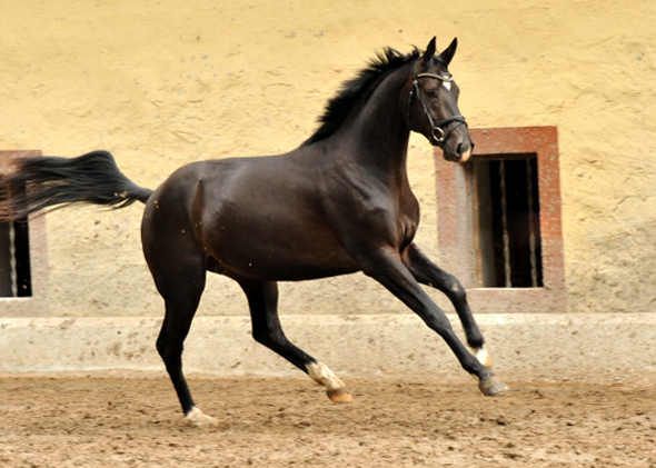  Trakehner Colt by Summertime out of Thirica by Enrico Caruso - Foto: Beate Langels