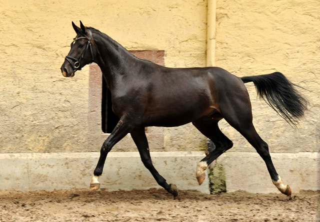  Trakehner Colt by Summertime out of Thirica by Enrico Caruso - Foto: Beate Langels