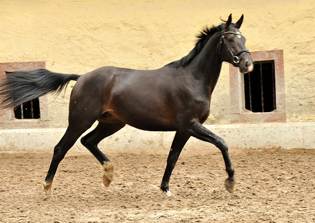  Trakehner Hengst von Summertime u.d. Thirica v. Enrico Caruso - Foto: Beate Langels