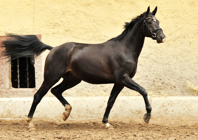  Trakehner Hengst von Summertime u.d. Thirica v. Enrico Caruso - Foto: Beate Langels