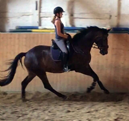 3 Jahre alt: Wallach von Saint Cyr u.d. Princess B von Coriander - Foto: privat - Gestt Hmelschenburg