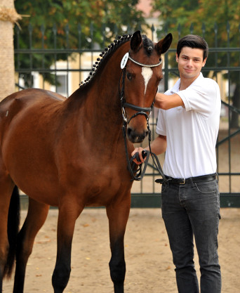 Trakehner Stute Katniss Everdeen von Saint Cyr u.d. Pr mien- und Staatspr mienstute Karena v. Freudenfest - Foto: Beate Langels, Trakehner Gest t H melschenburg
