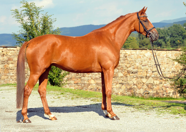 Oldenburger Stute BE FAIR von Symont u.d. Beloved v. Kostolany - Foto: Beate Langels - Trakehner Gestt Hmelschenburg