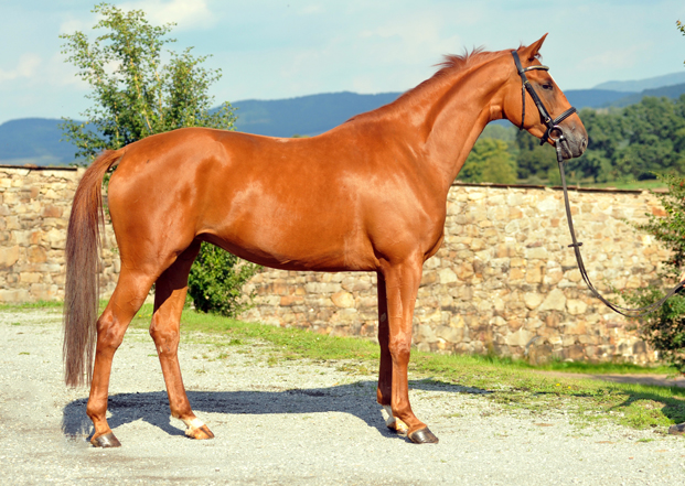 Oldenburger Stute BE FAIR von Symont u.d. Beloved v. Kostolany - Foto: Beate Langels - Trakehner Gestt Hmelschenburg