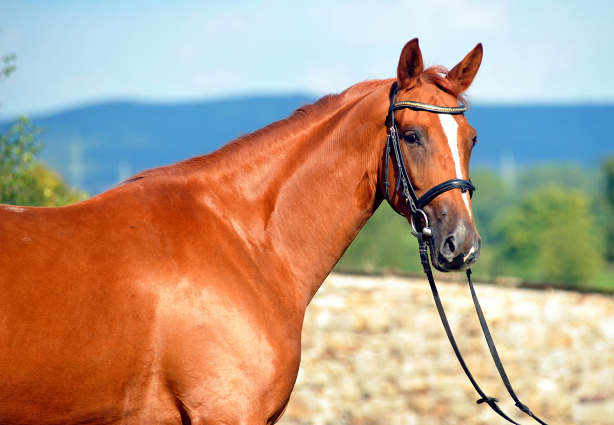 Oldenburger Stute BE FAIR von Symont u.d. Beloved v. Kostolany - Foto: Beate Langels - Trakehner Gestt Hmelschenburg