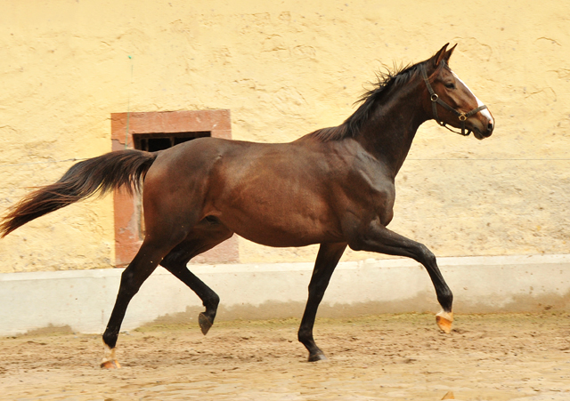 zweijhriger Trakehner von High Motion u.d. Pr.u.StPrSt. Tavolara v. Exclusiv - Trakehner Gestt Hmelschenburg