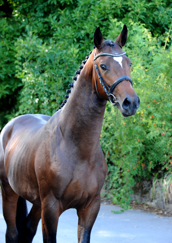 Impressionen vom Oktober 2022 - Trakehner Gestt Hmelschenburg  - Foto: Beate Langels