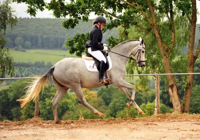 Pr.A. Tea at Five - Trakehner Premium-Mare by Saint Cyr out of Pr.St. TeaCup
by Exclusiv - Gestüt Hämelschenburg - Beate Langels