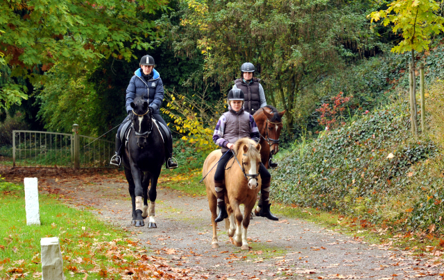 Ausritt mit Kitty, Apollo und Cinya 21.10.2015  - Foto Beate Langels - Trakehner Gestt Hmelschenburg
