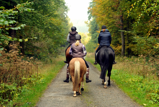 Ausritt mit Kitty, Apollo und Cinya 21.10.2015  - Foto Beate Langels - Trakehner Gestt Hmelschenburg