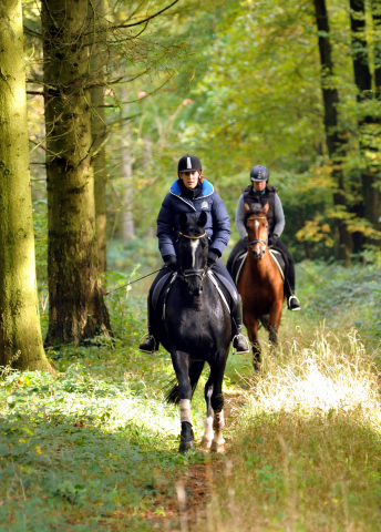 Ausritt mit Kitty, Apollo und Cinya 21.10.2015  - Foto Beate Langels - Trakehner Gestt Hmelschenburg
