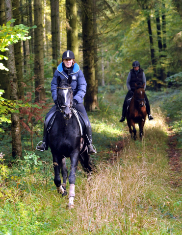 Ausritt mit Kitty, Apollo und Cinya 21.10.2015  - Foto Beate Langels - Trakehner Gestt Hmelschenburg