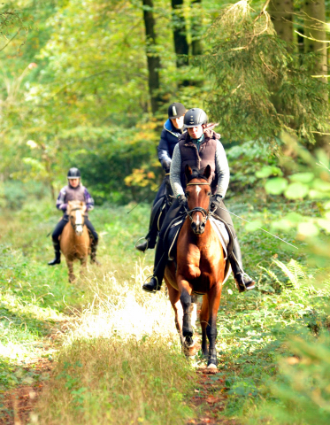 Ausritt mit Kitty, Apollo und Cinya 21.10.2015  - Foto Beate Langels - Trakehner Gestt Hmelschenburg