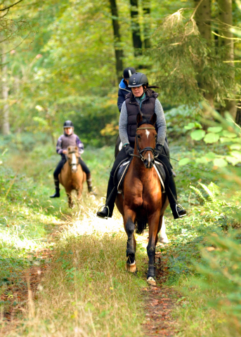 Ausritt mit Kitty, Apollo und Cinya 21.10.2015  - Foto Beate Langels - Trakehner Gestt Hmelschenburg