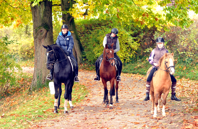 Ausritt mit Kitty, Apollo und Cinya 21.10.2015  - Foto Beate Langels - Trakehner Gestt Hmelschenburg