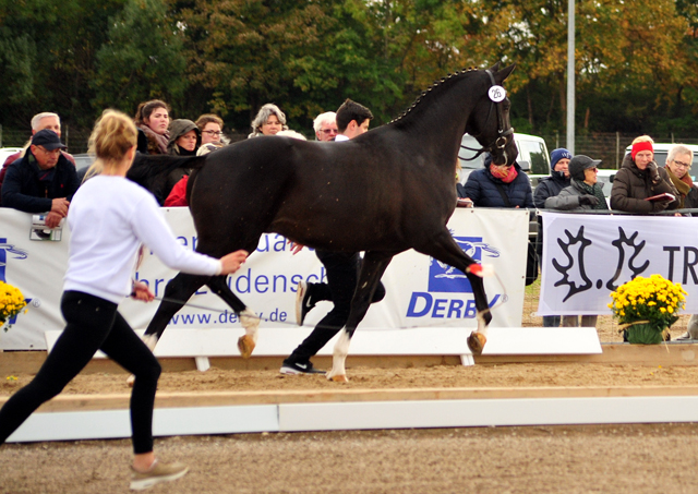 Guardiola - zweijhriger Hengst von Saint Cyr u.d. Greta Garbo - oktober 2016  - Foto: Beate Langels -
Trakehner Gestt Hmelschenburg