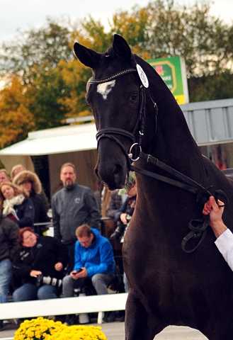 Guardiola - zweijhriger Hengst von Saint Cyr u.d. Greta Garbo - Oktober 2016  - Foto: Beate Langels -
Trakehner Gestt Hmelschenburg