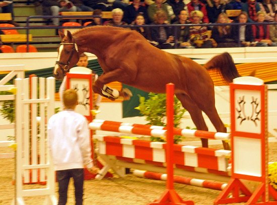 Zweijhriger Hengst von Chateauneuf x Preuenprinz - im Oktober 2011 - Foto: Richard Langels - Trakehner Gestt Hmelschenburg