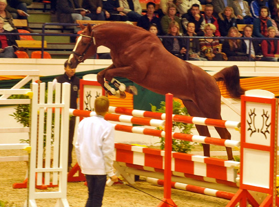 Zweijhriger Hengst von Chateauneuf x Preuenprinz - im Oktober 2011 - Foto: Richard Langels - Trakehner Gestt Hmelschenburg