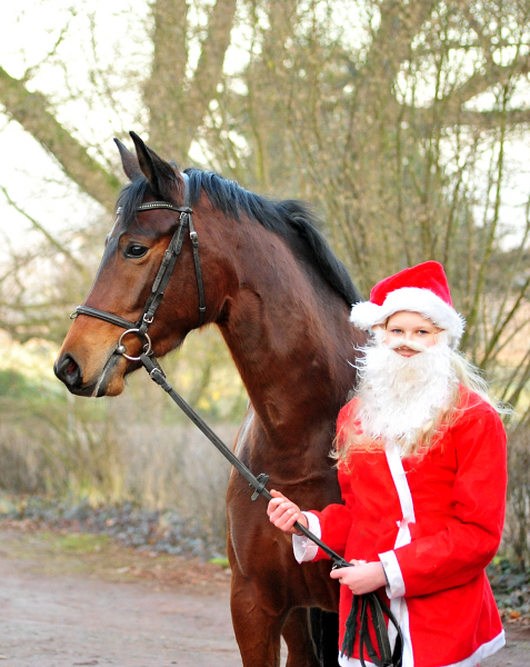 Klassic Touch von Oliver Twist u.d. Pr. u. StPrSt. Klassic v. Freudenfest  - Foto: Beate Langels -  
Trakehner Gestt Hmelschenburg