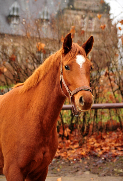 Klassic Heart - Trakehner Stute v. Touch my Heart u.d. Klassic v. Freudenfest u.d. Kassuben v. Enrico Caruso