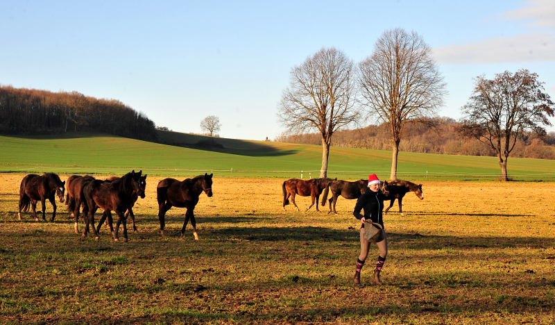 Weihnachtszeit - auf der Feldweide des Gestt Hmelschenburg - Foto: Beate Langels - 
