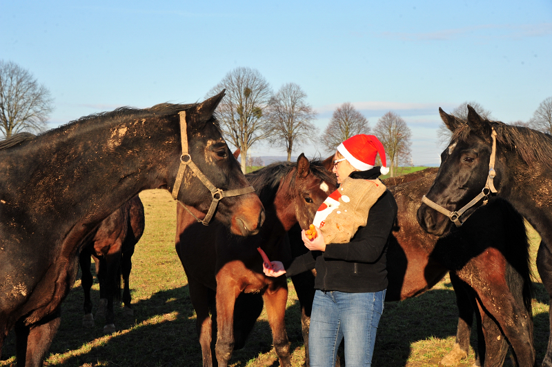 Weihnachtszeit - auf der Feldweide des Gestt Hmelschenburg - Foto: Beate Langels - 
