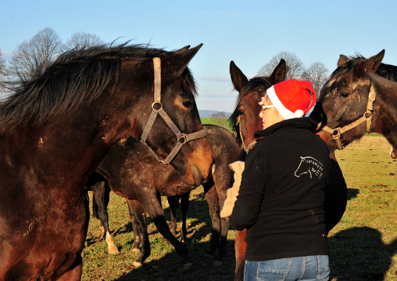 Weihnachtszeit - auf der Feldweide des Gestt Hmelschenburg - Foto: Beate Langels - 
