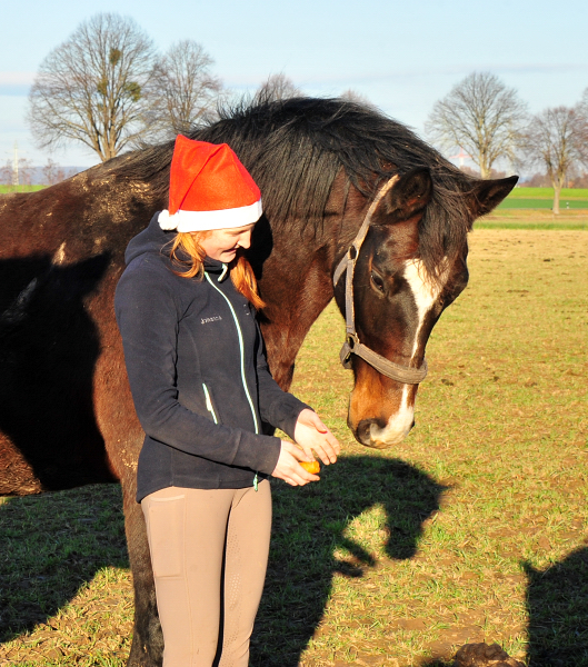 Weihnachtszeit - auf der Feldweide des Gestt Hmelschenburg - Foto: Beate Langels - 
