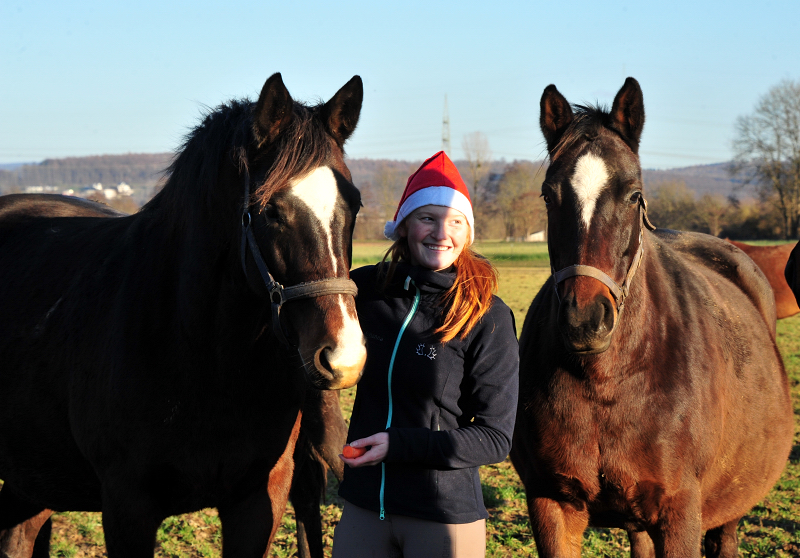 Weihnachtszeit - auf der Feldweide des Gestt Hmelschenburg - Foto: Beate Langels - 
