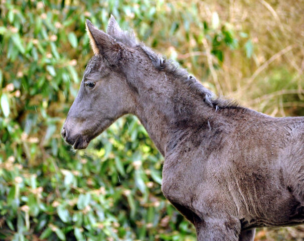 Black Filly by Oliver Twist out of Schwalbenfee by Freudenfest - Foto Langels- Gestt Schplitz