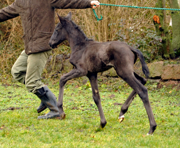 Black Filly by Oliver Twist out of Schwalbenfee by Freudenfest - Foto Langels- Gestt Schplitz