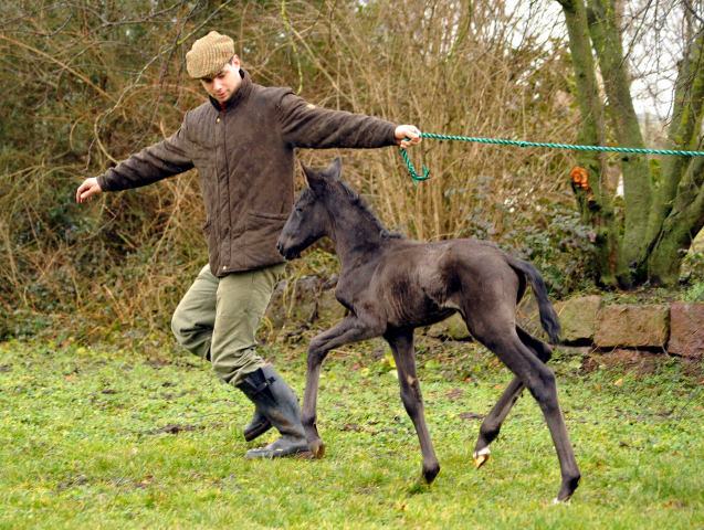 Black Filly by Oliver Twist out of Schwalbenfee by Freudenfest - Foto Langels- Gestt Schplitz