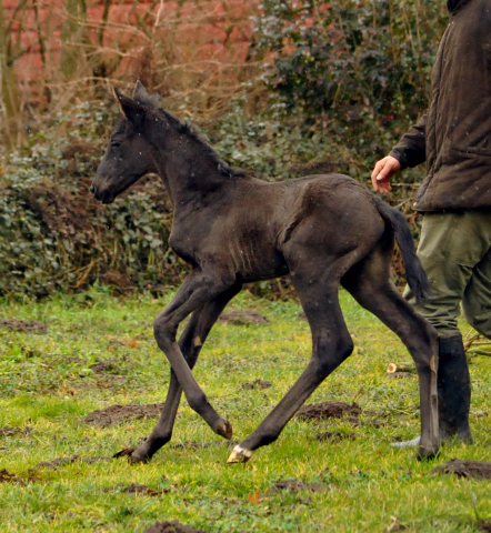 Filly by Oliver Twist out of Schwalbenfee by Freudenfest - Foto Langels- Gestt Schplitz