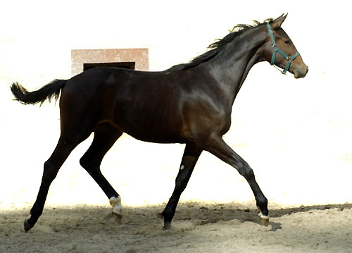 Jhrlingshengst von Symont u.d. Pr. u. StPrSt. Guendalina v. Red Patrick xx