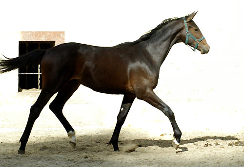 Jhrlingshengst von Symont u.d. Pr. u. StPrSt. Guendalina v. Red Patrick xx