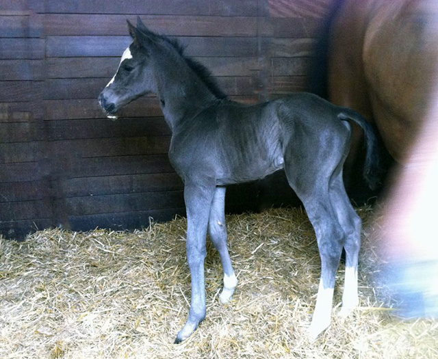 Trakehner Hengstfohlen von Saint Cyr - Friedensfrst, Foto: Luisa Klein