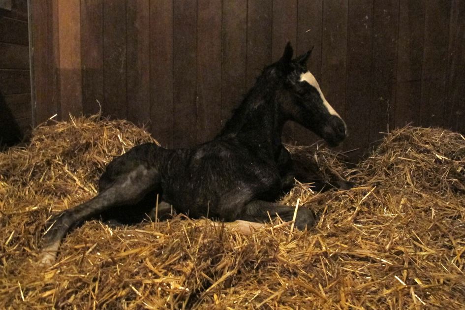 Trakehner Hengstfohlen von Saint Cyr - Friedensfrst, Foto: Luisa Klein