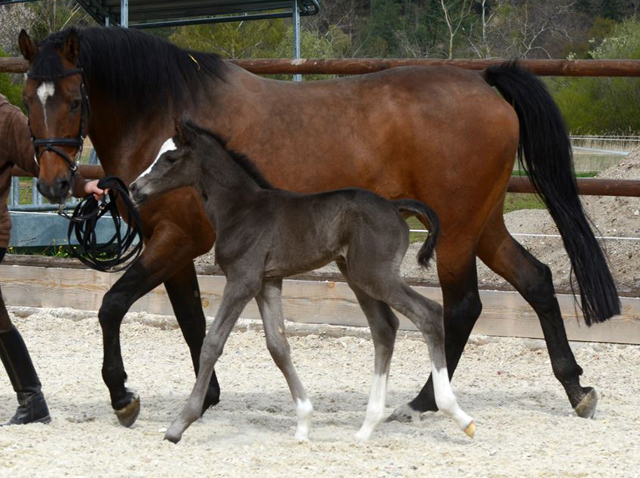 Trakehner Hengstfohlen von Saint Cyr - Friedensfrst, Foto: Luisa Klein