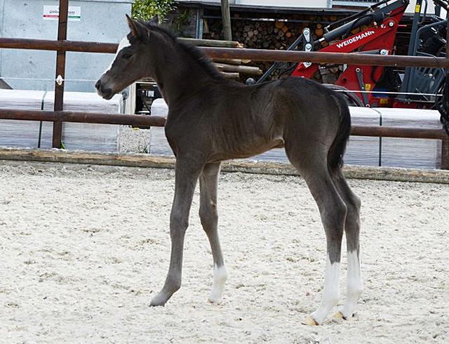 Trakehner Hengstfohlen von Saint Cyr - Friedensfrst, Foto: Luisa Klein